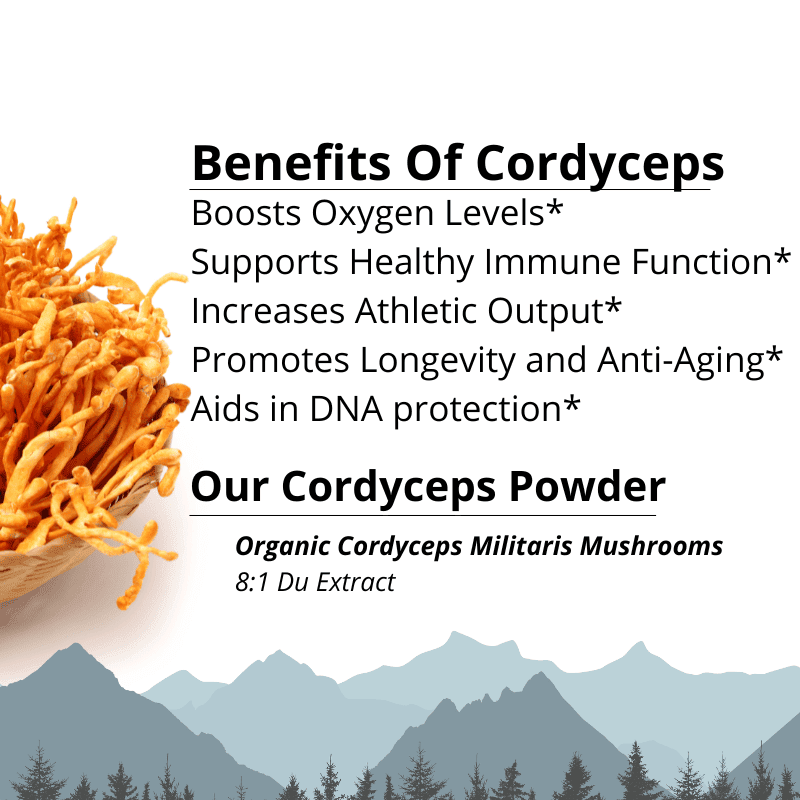 Cordyceps Militaris Extract Powder Benefits Cordyceps Militaris Extract Powder Benefits