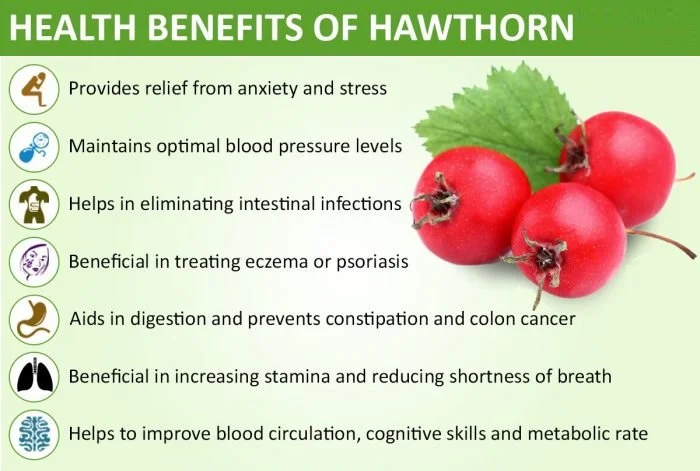 Hawthorn Extract Powder Benefits Hawthorn Extract Powder Benefits
