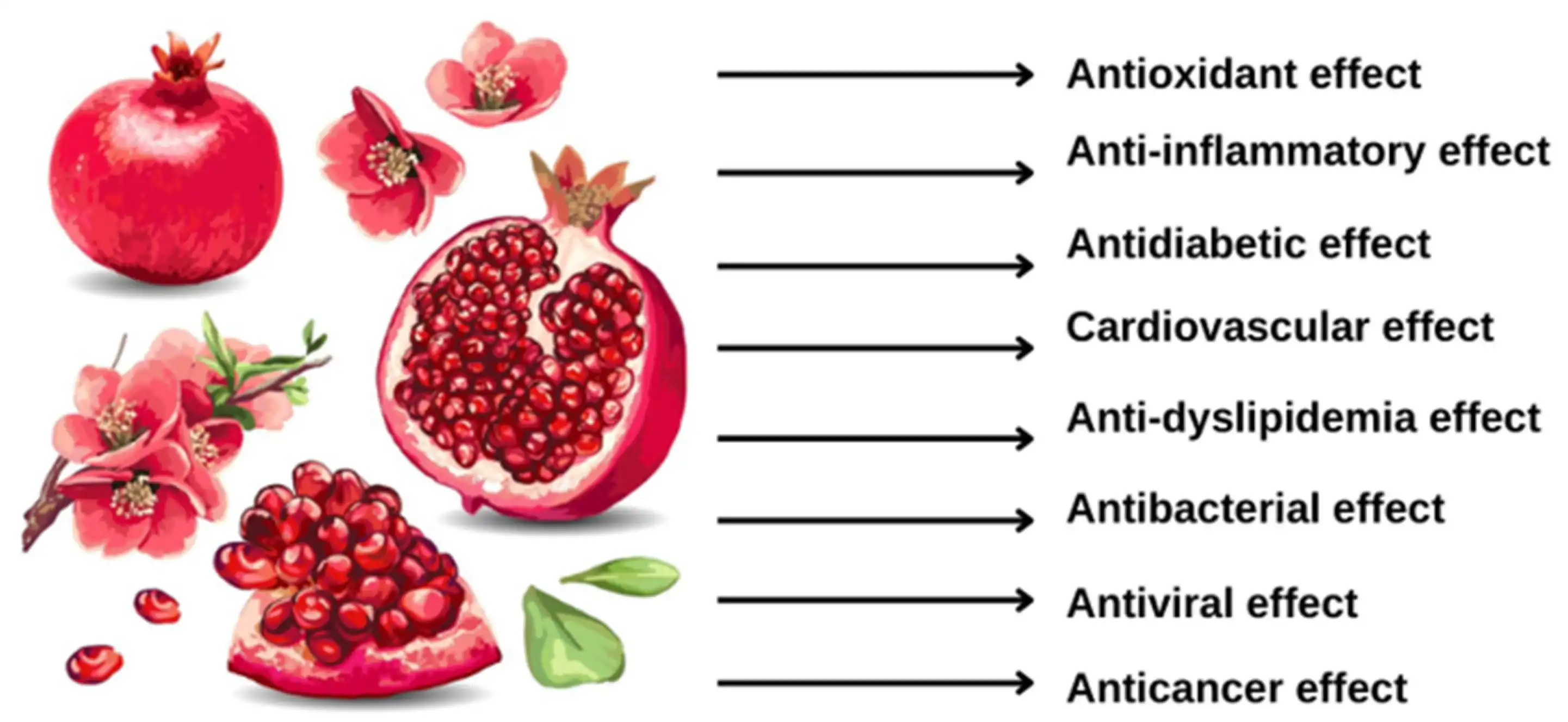 Pomegranate Bark Extract Benefits Pomegranate Bark Extract Benefits