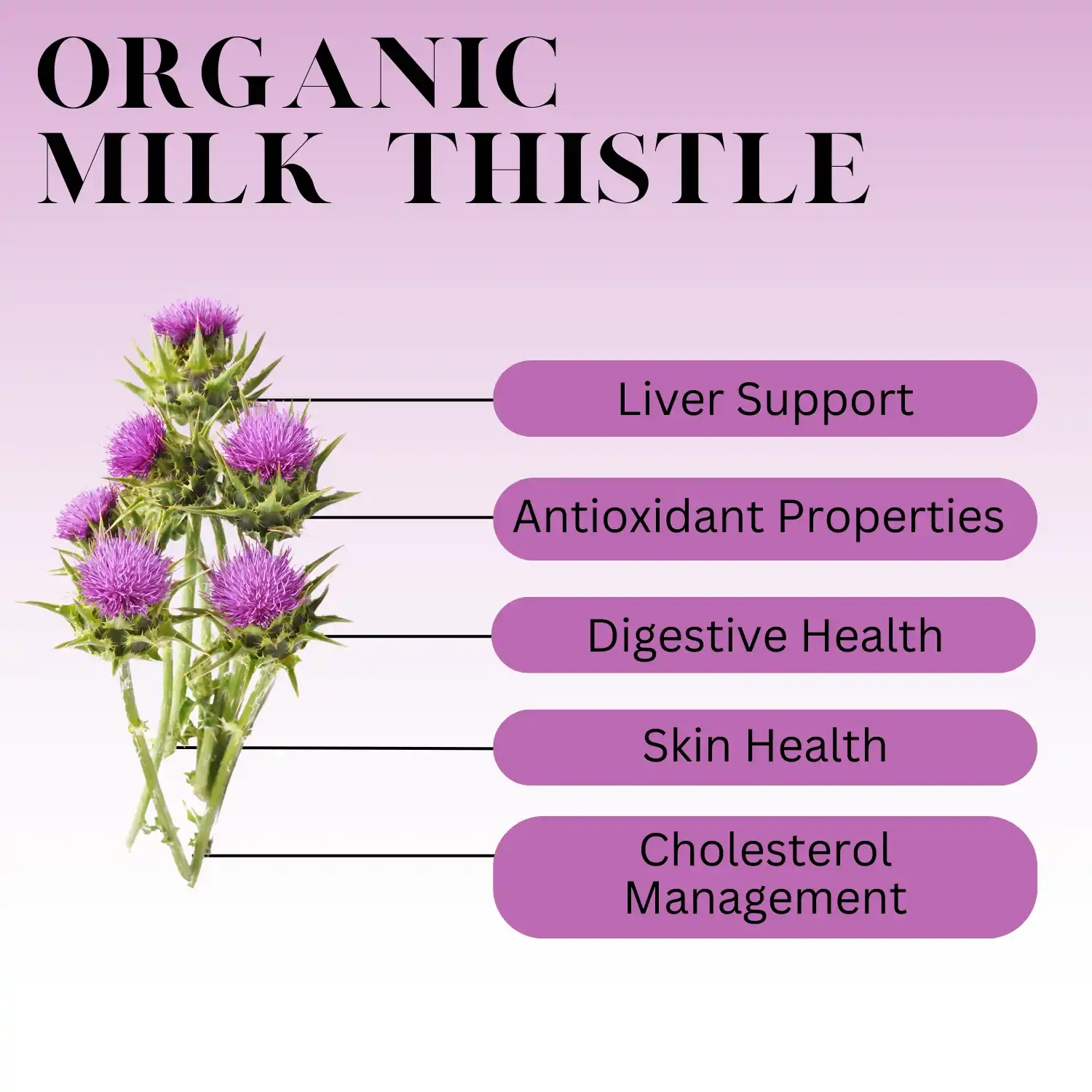 Milk thistle extract powder benefits Milk thistle extract powder benefits