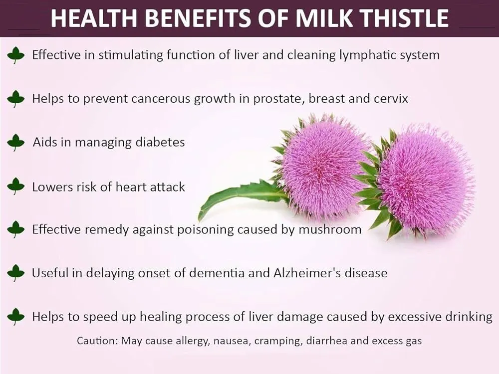 Milk Thistle Extract Benefits Milk Thistle Extract Benefits