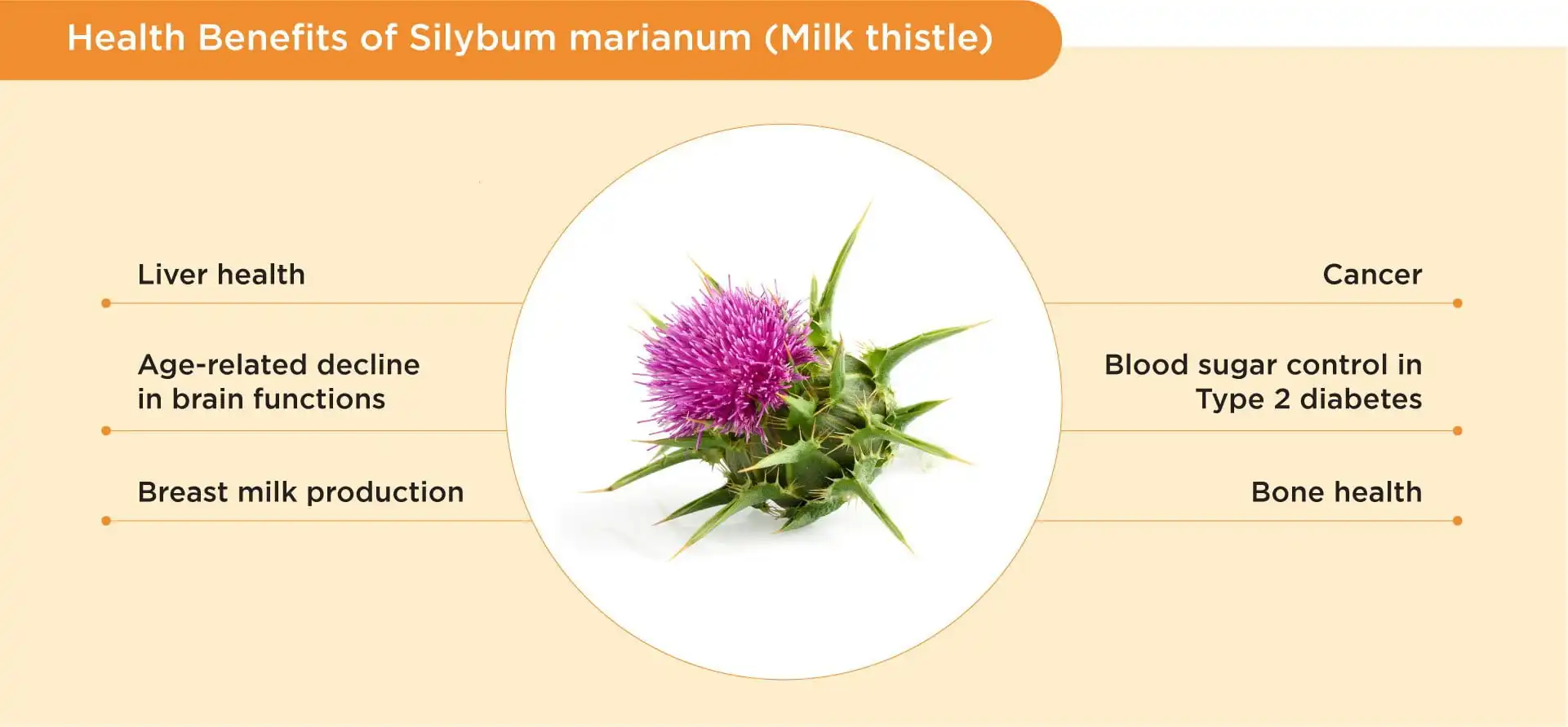 Milk Thistle Extract Benefits Milk Thistle Extract Benefits