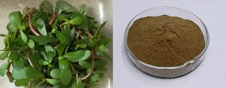 Bacopa Monnieri extract powder Bacopa Monnieri extract powder