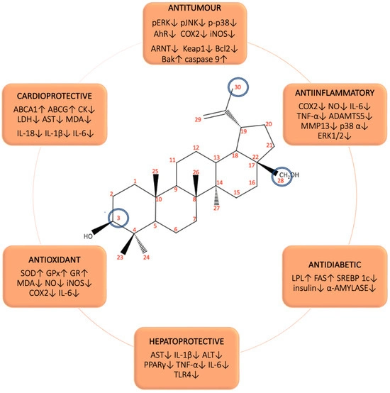 Betulin Benefits Betulin Benefits