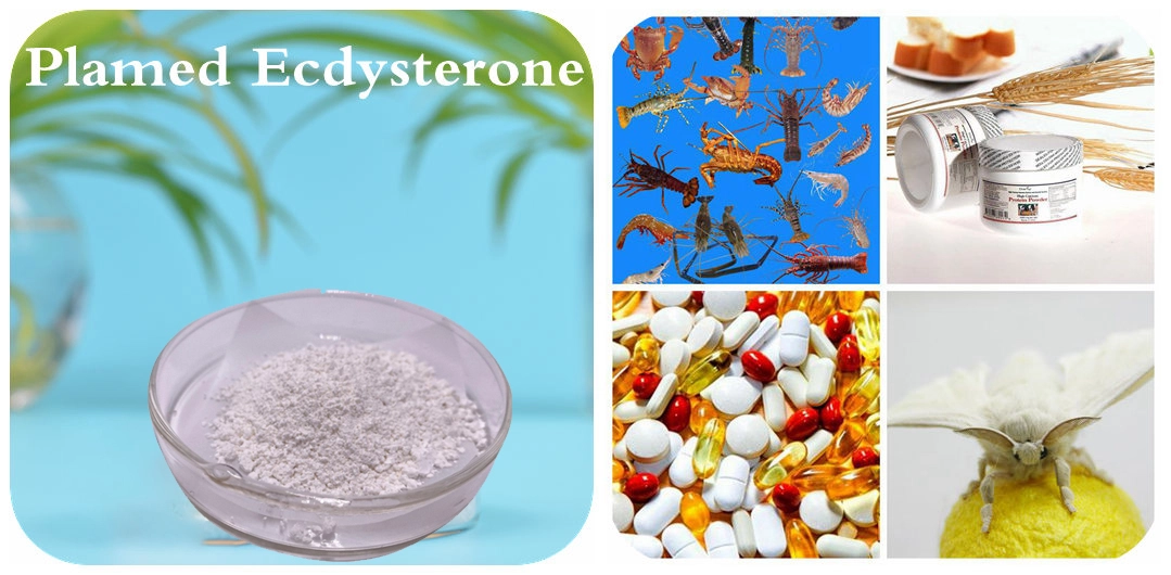 Ecdysterone powder Ecdysterone powder
