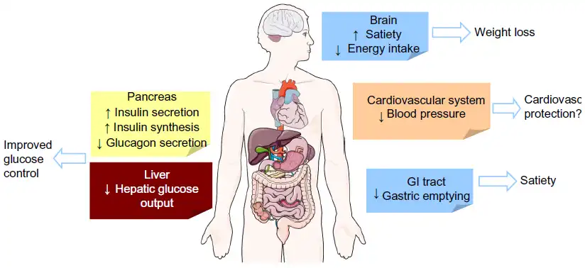 Liraglutide's Mechanism of Action in the Body Liraglutide's Mechanism of Action in the Body