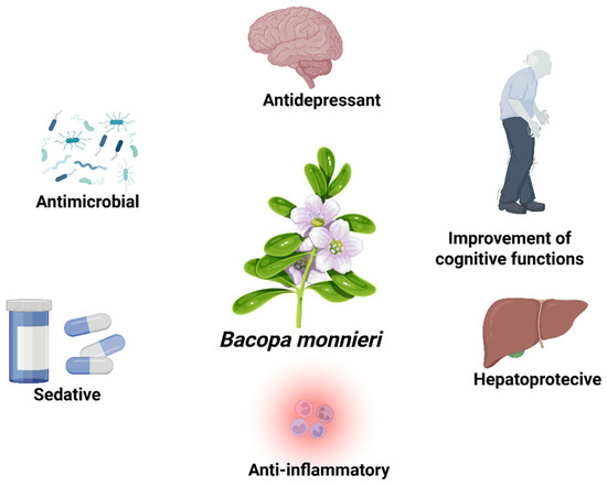 Bacopa Benefits Bacopa Benefits