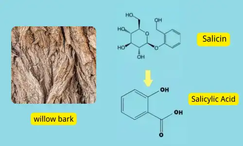 Between Salicin and Salicylic Acid Between Salicin and Salicylic Acid