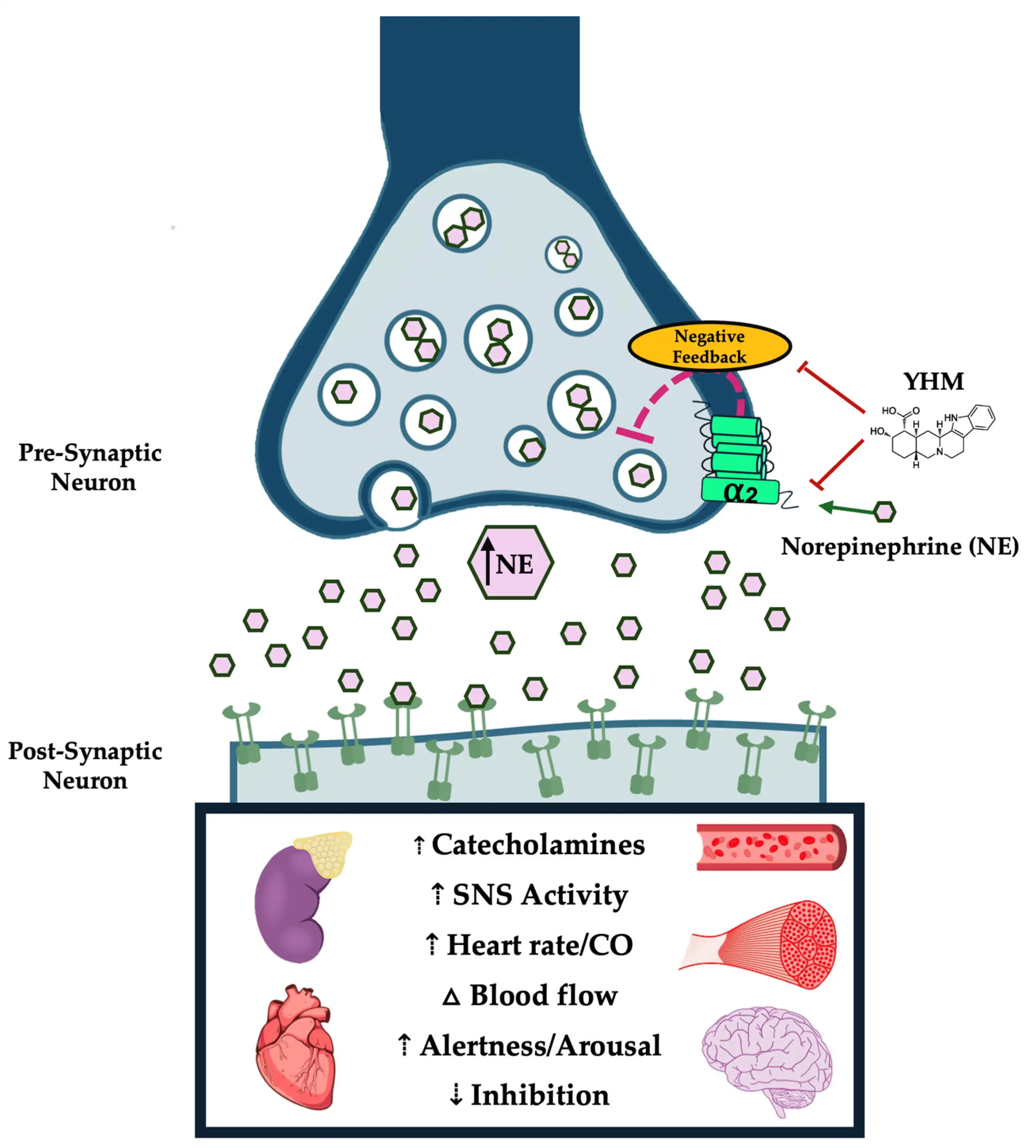 Yohimbe Extract Benefits Yohimbe Extract Benefits