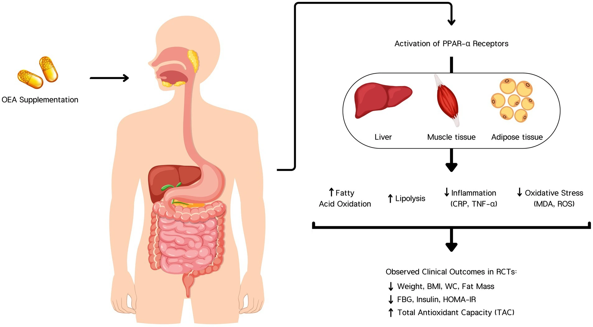 Oleoylethanolamide Benefits Oleoylethanolamide Benefits