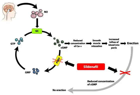 Sildenafil Powder Mechanism of Action Sildenafil Powder Mechanism of Action