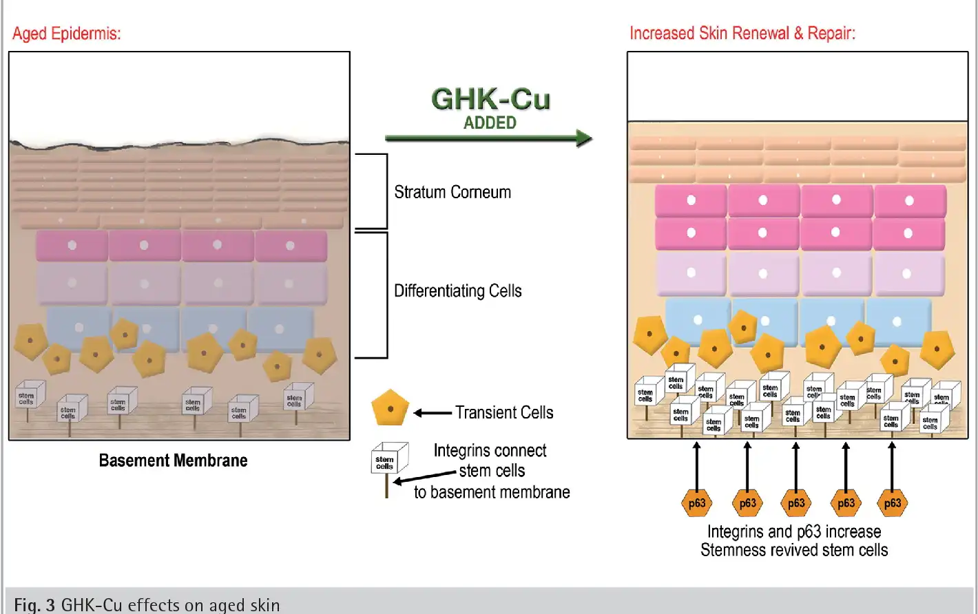 Copper Peptide Ghk Cu Powder and Its Anti-Aging Mechanism Copper Peptide Ghk Cu Powder and Its Anti-Aging Mechanism