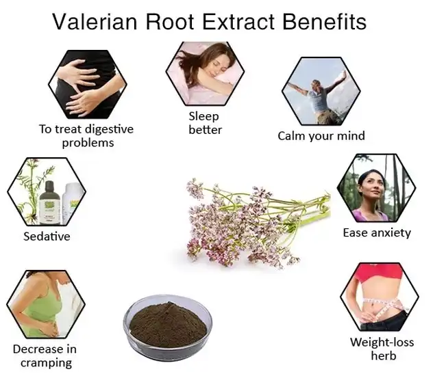 Valeriana Officinalis Root Extract Benefits: