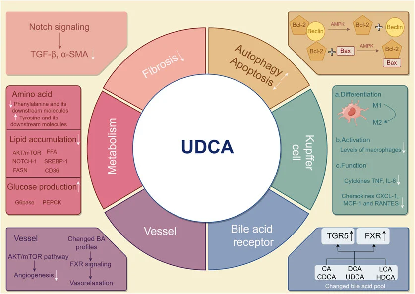 UDCA powder benefits UDCA powder benefits