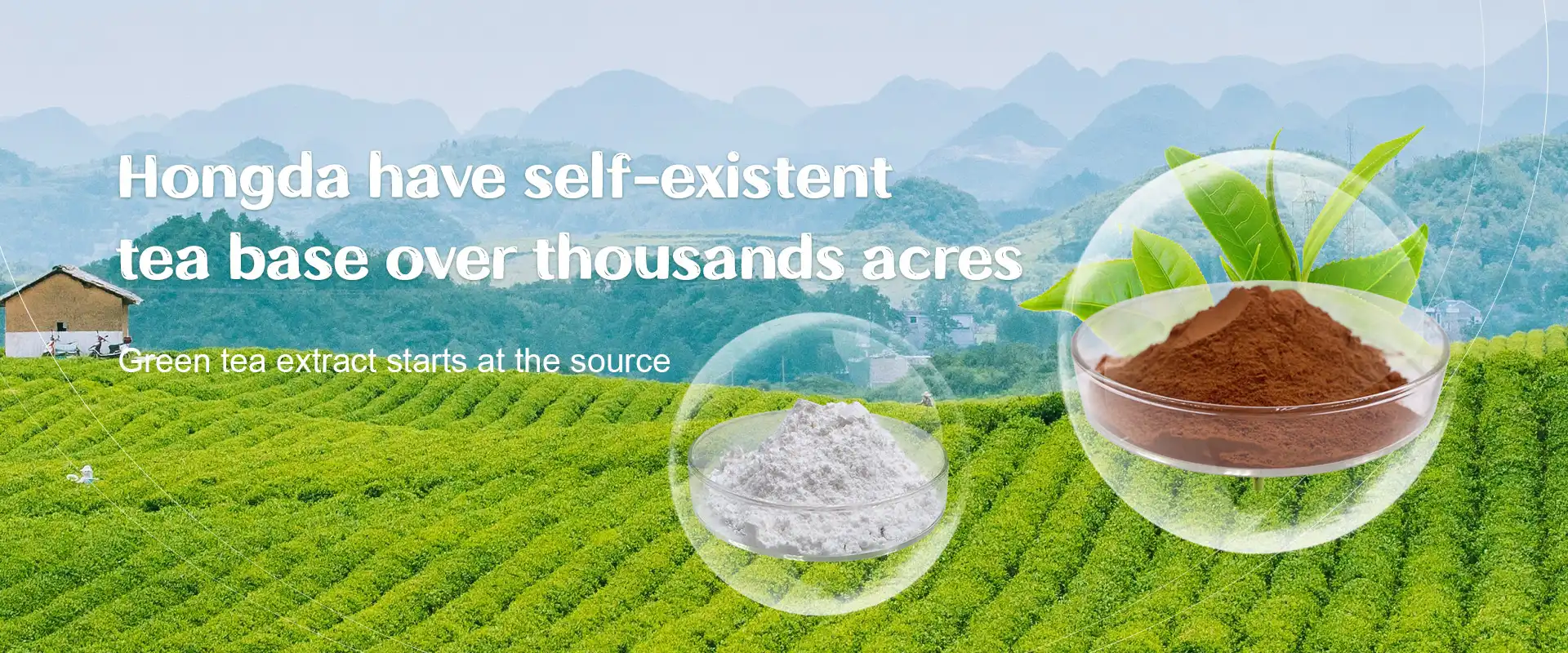 Green tea planting base Green tea planting base