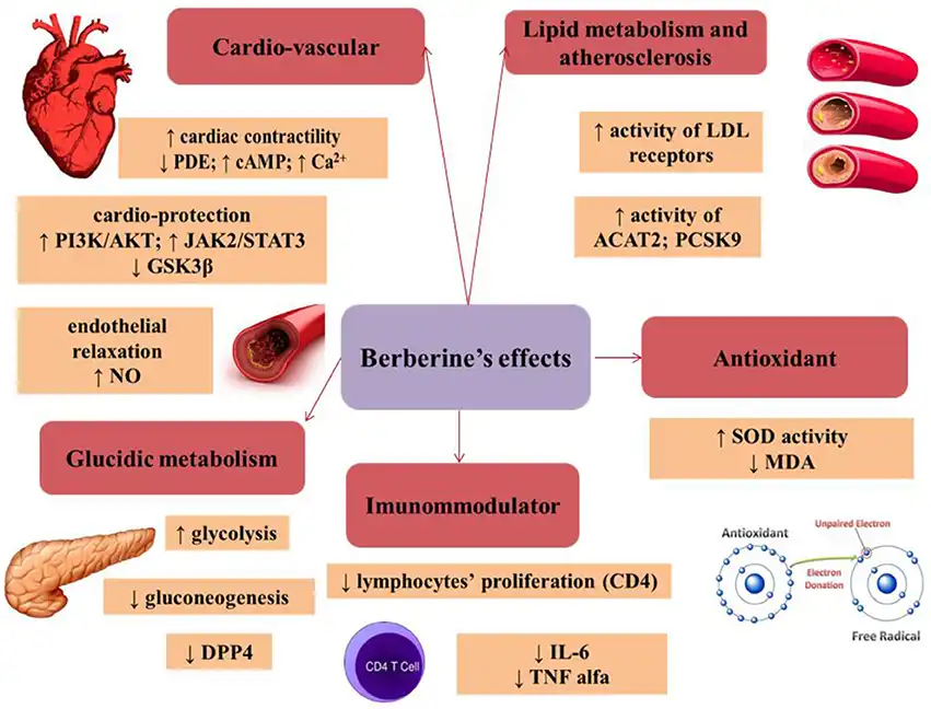 Berberine Benefits Berberine Benefits