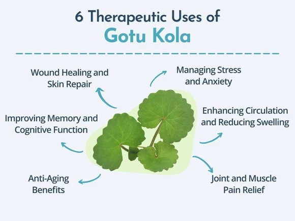 Gotu Kola Extract Powder Benefits 