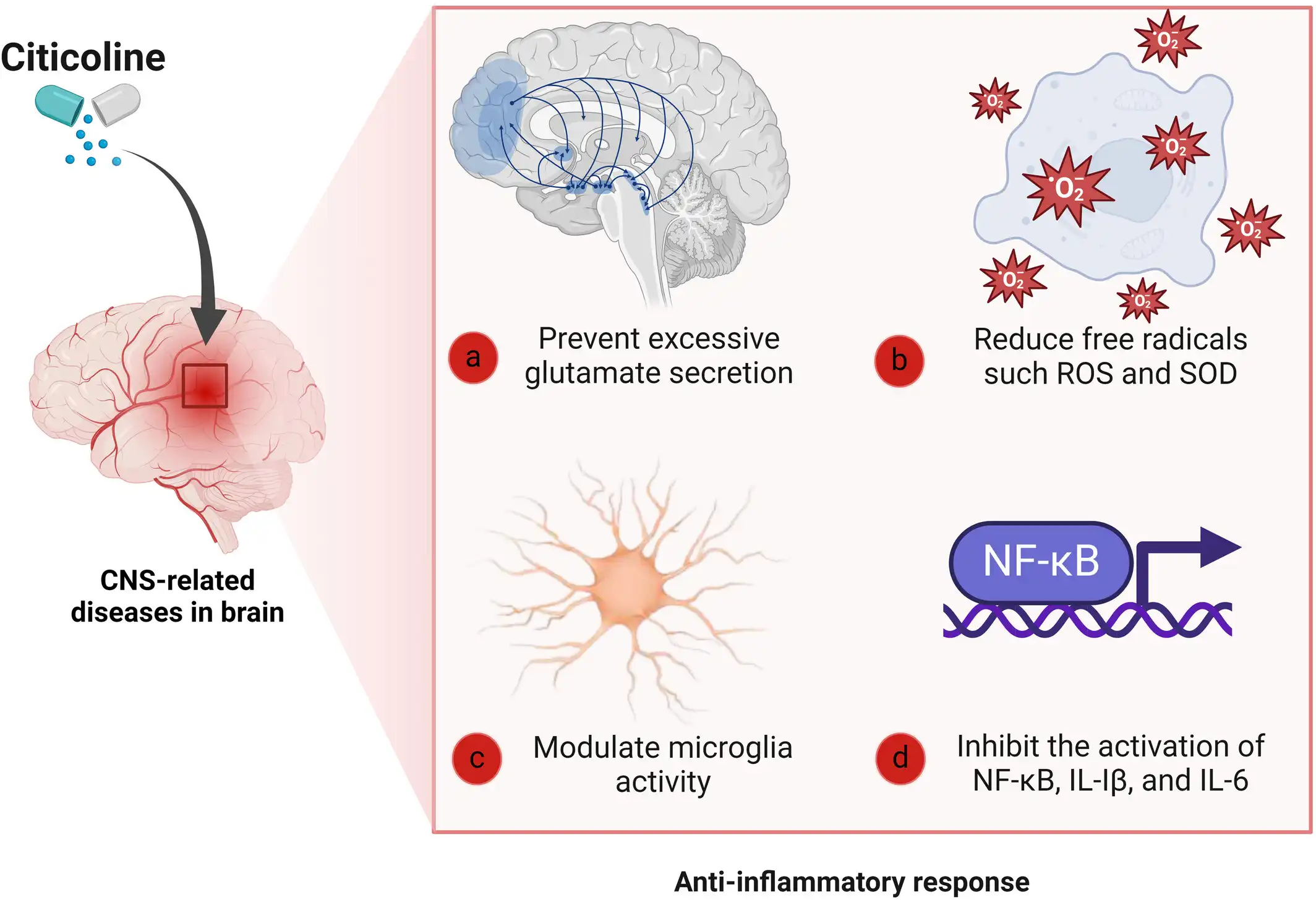 Citicoline Sodium Benefits Citicoline Sodium Benefits