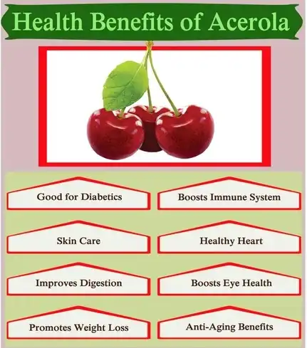 Acerola cherry powder benefits Acerola cherry powder benefits