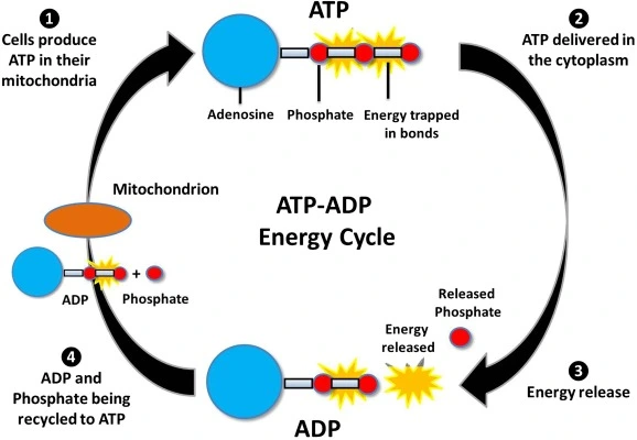 Adenosine 5 triphosphate benefits Adenosine 5 triphosphate benefits