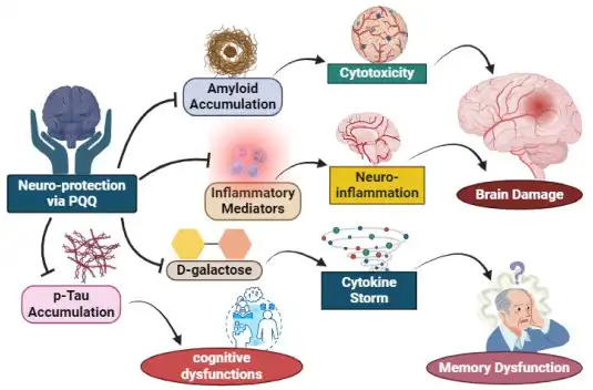 PQQ benefits PQQ benefits
