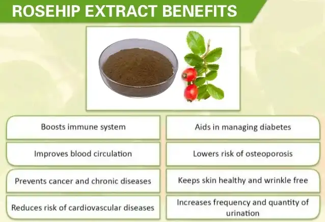 Rosehip extract benefits Rosehip extract benefits