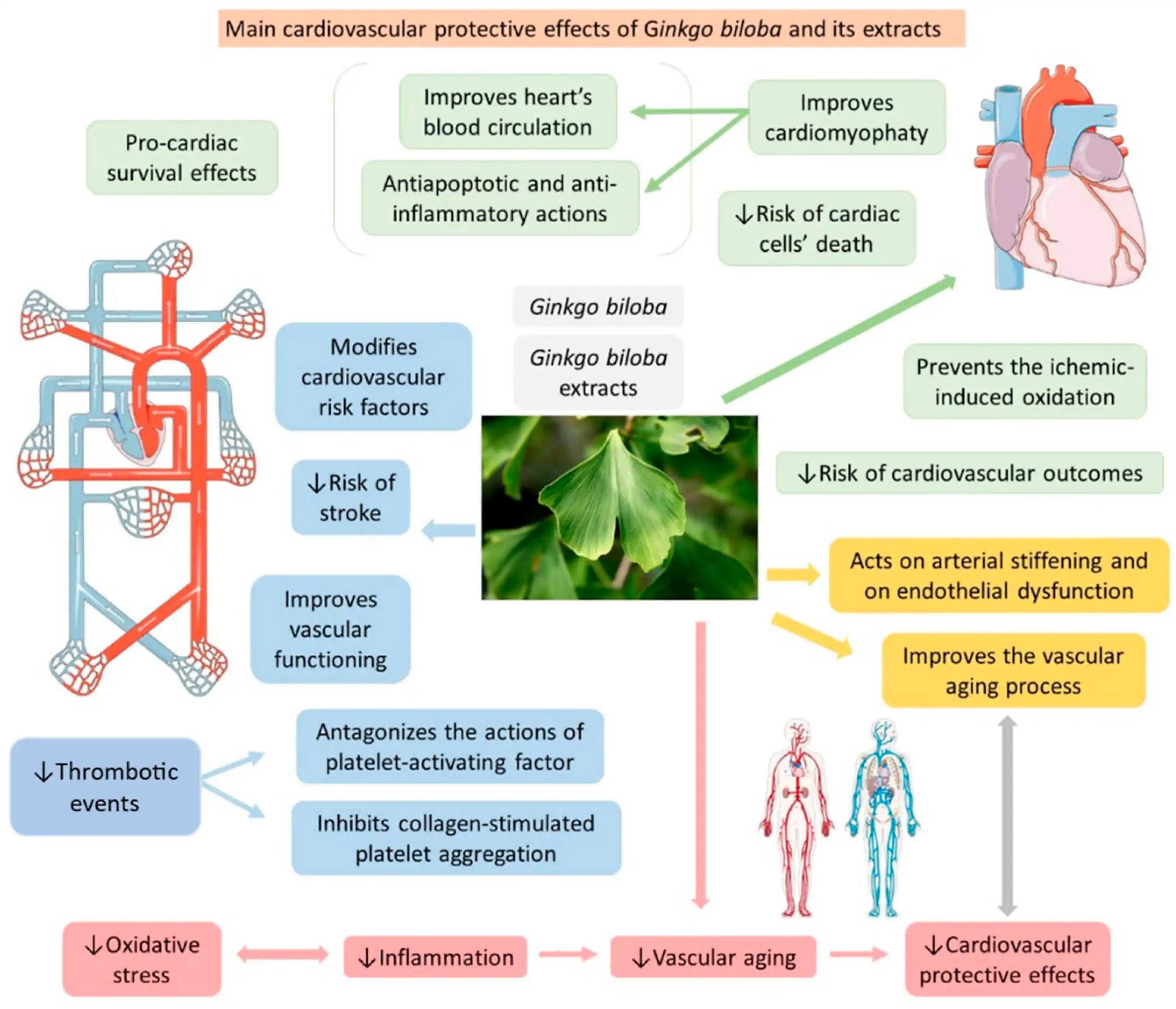 Ginkgo Biloba Extract Benefits Ginkgo Biloba Extract Benefits
