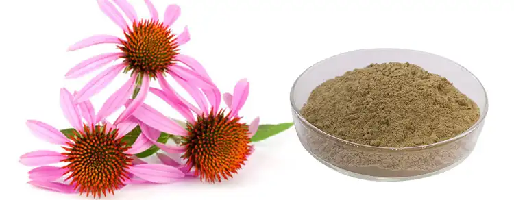 Echinacea Extract Powder Echinacea Extract Powder
