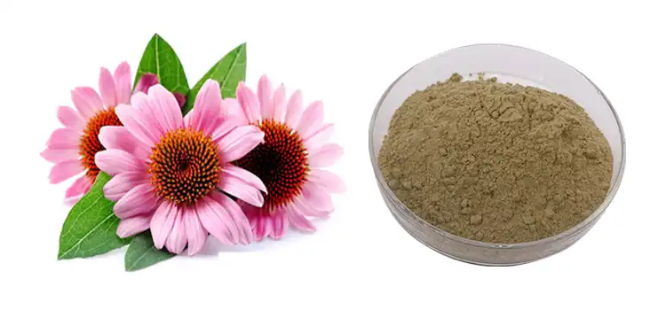 Echinacea Extract Powder Echinacea Extract Powder