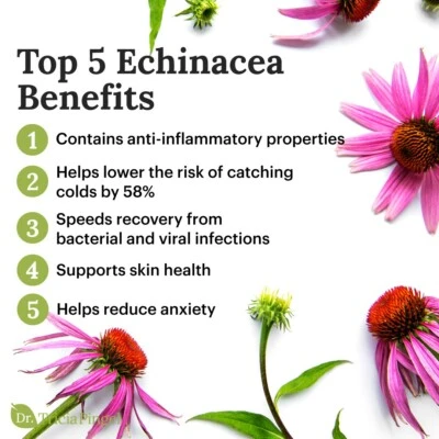 Echinacea extract powder benefits Echinacea extract powder benefits
