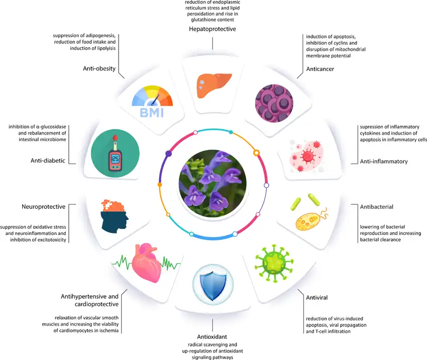 Scutellaria Extract Benefits Scutellaria Extract Benefits