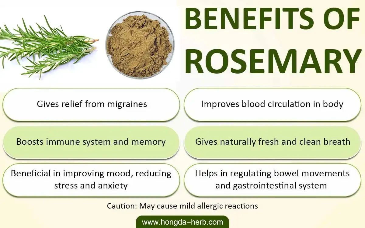 Rosemary extract benefits Rosemary extract benefits