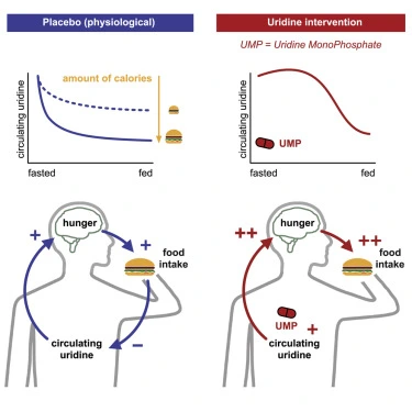 The Neurobiological Foundation of Uridine's Brain Health Benefits The Neurobiological Foundation of Uridine's Brain Health Benefits