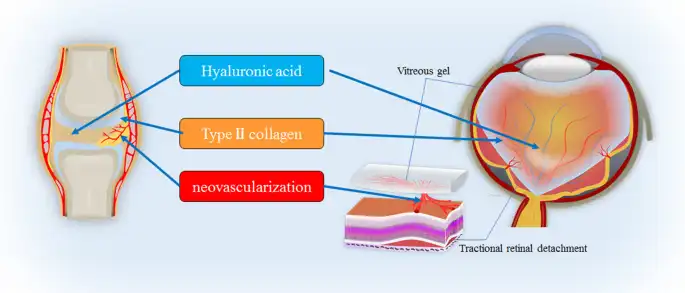 Undenatured Type II Collagen For Joint Undenatured Type II Collagen For Joint