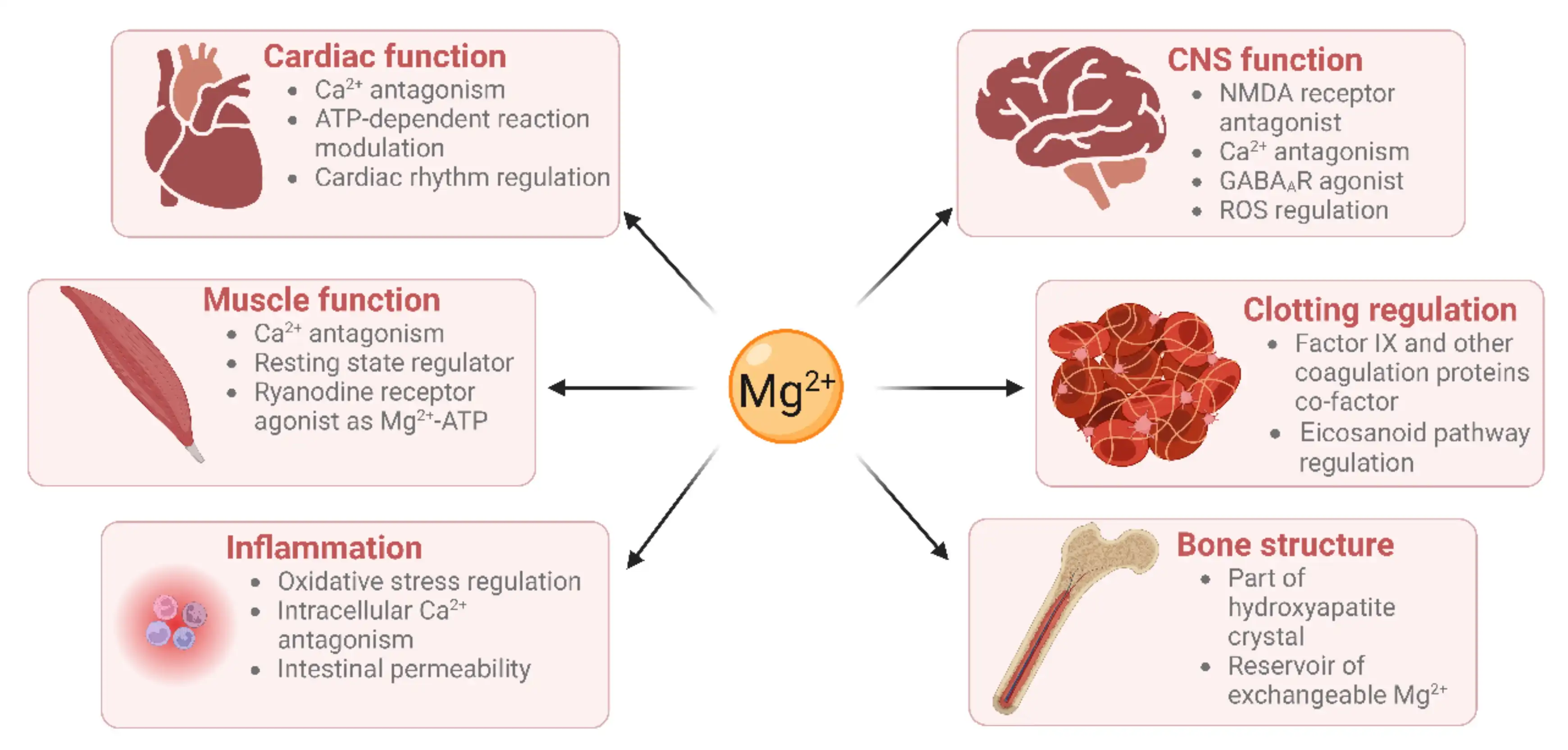 Magnesium Glycinate for Neurological and Physical Health Magnesium Glycinate for Neurological and Physical Health