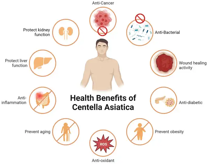 Centella Asiatica Extract Powder Benefits Centella Asiatica Extract Powder Benefits