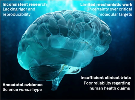 L Theanine Powder For Brain L Theanine Powder For Brain