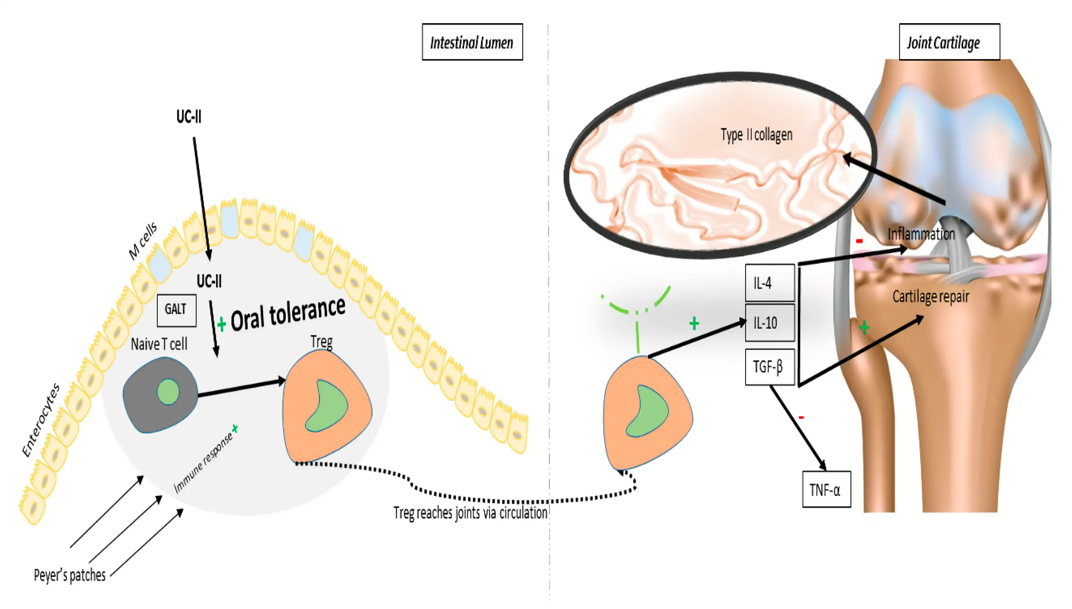 Clinical Applications of Undenatured Type II Collagen Powder Clinical Applications of Undenatured Type II Collagen Powder