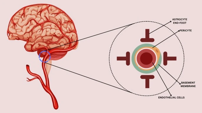 N-Acetyl-L-tyrosine For Brain N-Acetyl-L-tyrosine For Brain