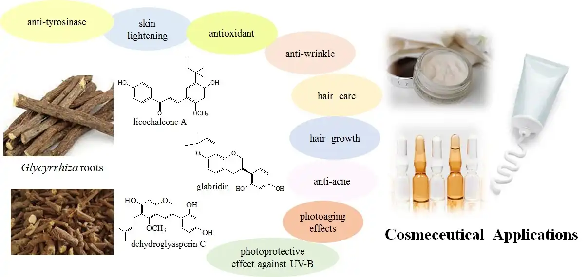 Licorice Root Extract Applications Licorice Root Extract Applications