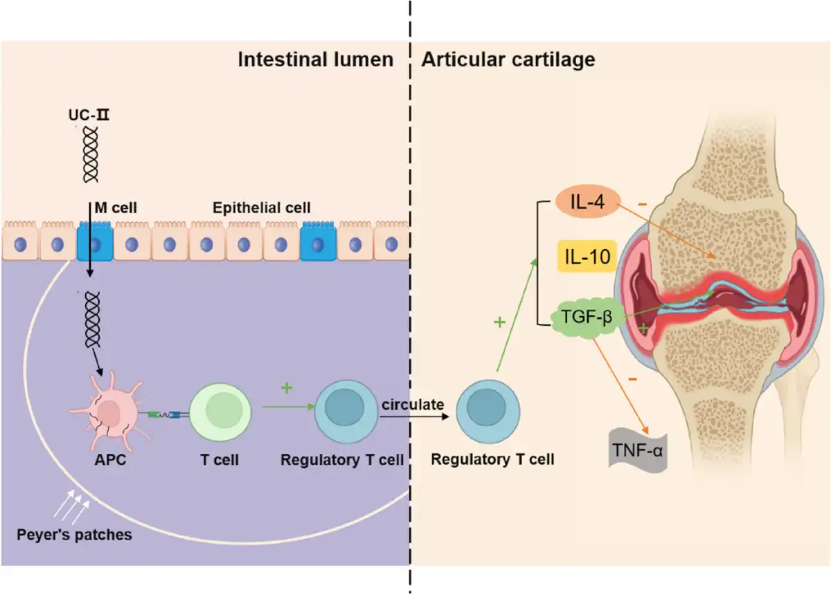 Undenatured Type II Collagen Powder In Joint Health Undenatured Type II Collagen Powder In Joint Health