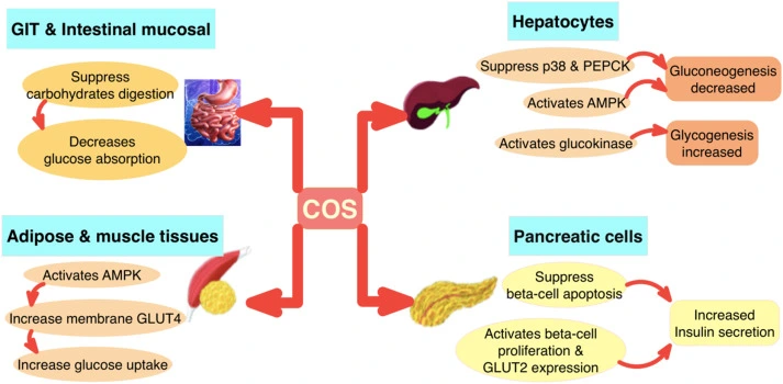 Chitosan Oligosaccharide benefits Chitosan Oligosaccharide benefits