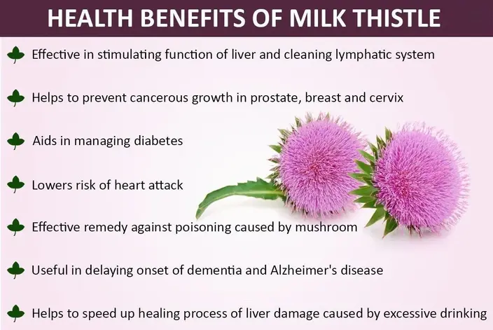 Milk Thistle Extract Powder Benefits Milk Thistle Extract Powder Benefits