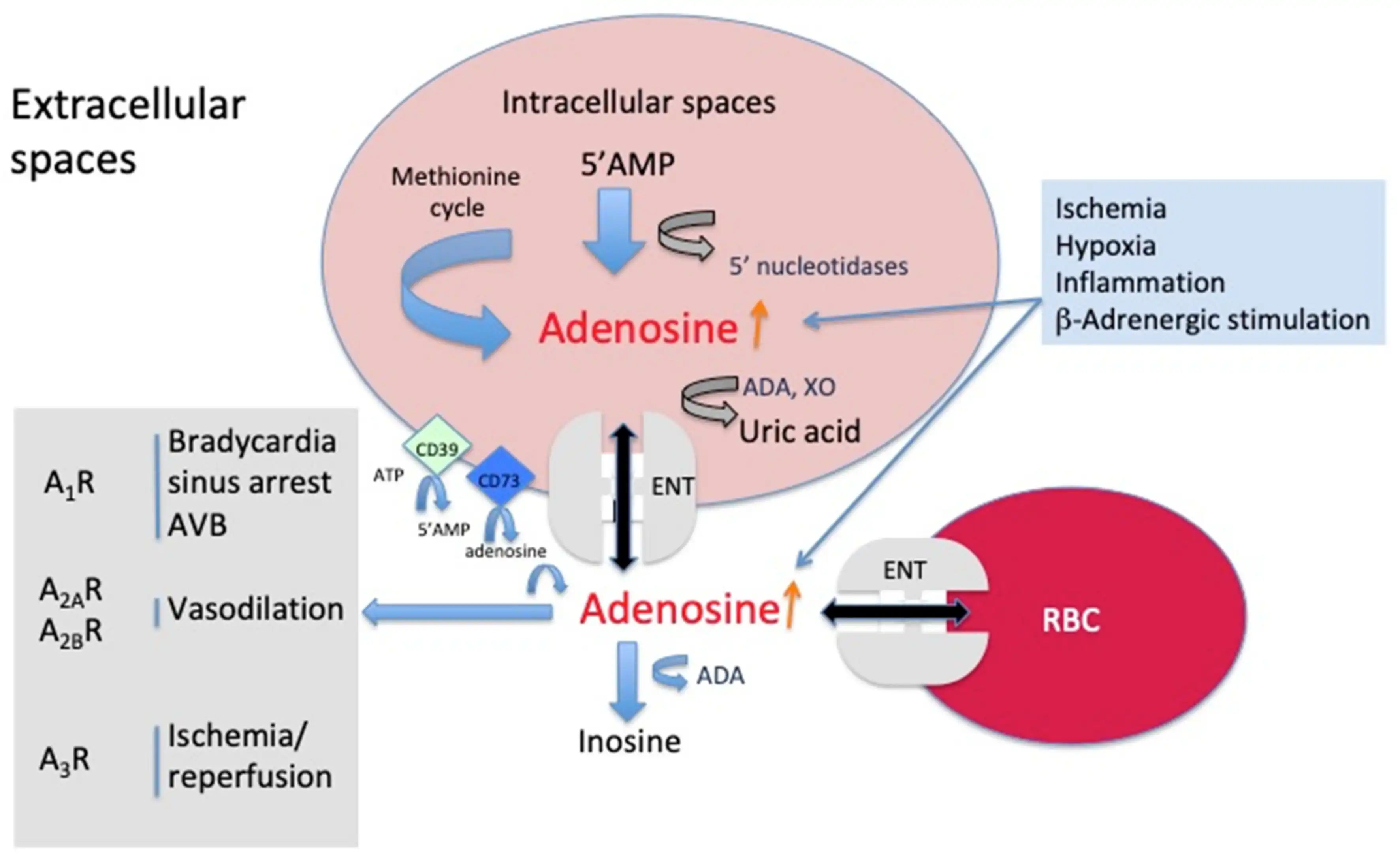 Adenosine Powder in cardiovascular Adenosine Powder in cardiovascular