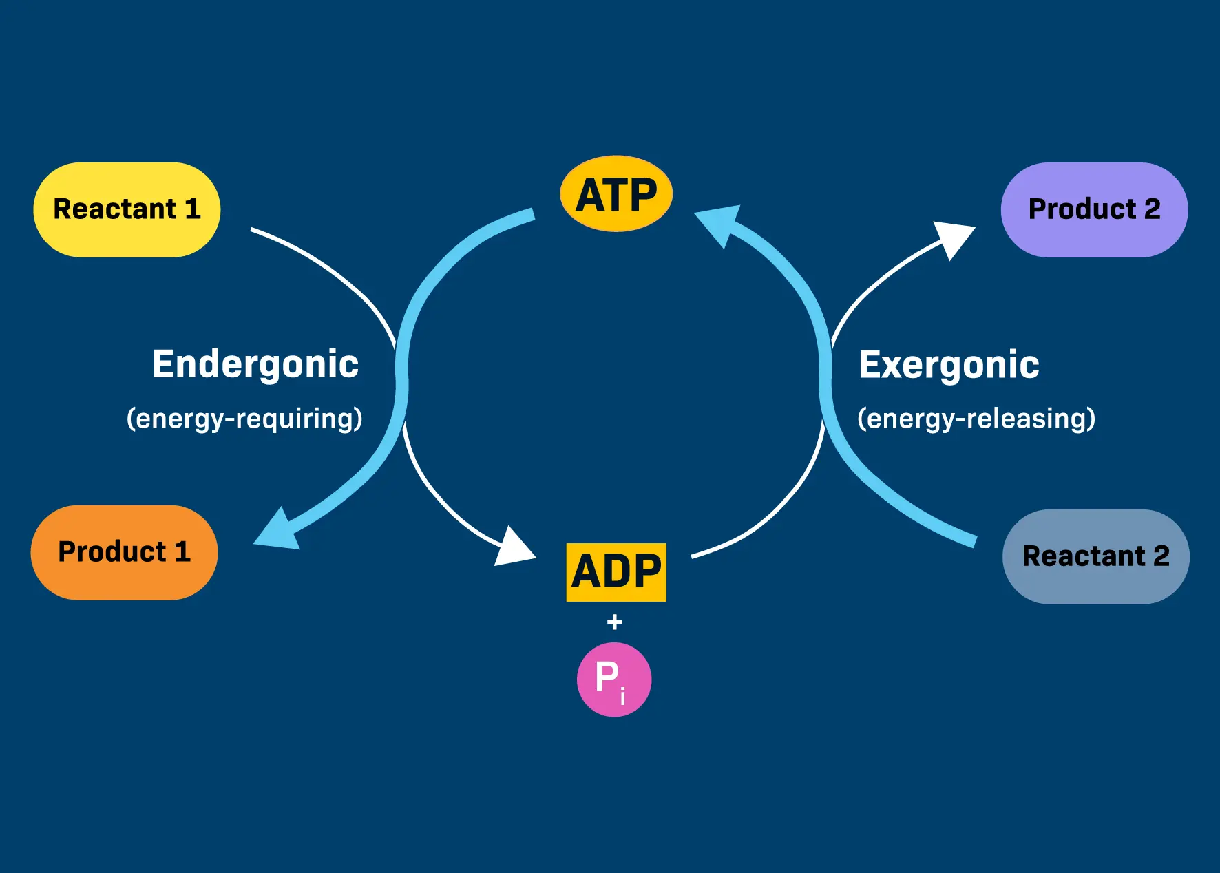 Adenosine Powder in energy metabolism Adenosine Powder in energy metabolism