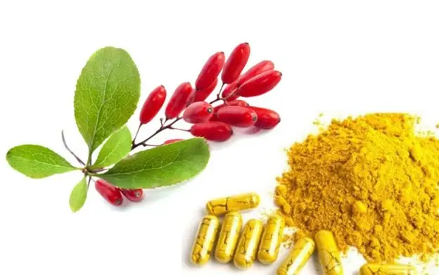 berberine powder berberine powder