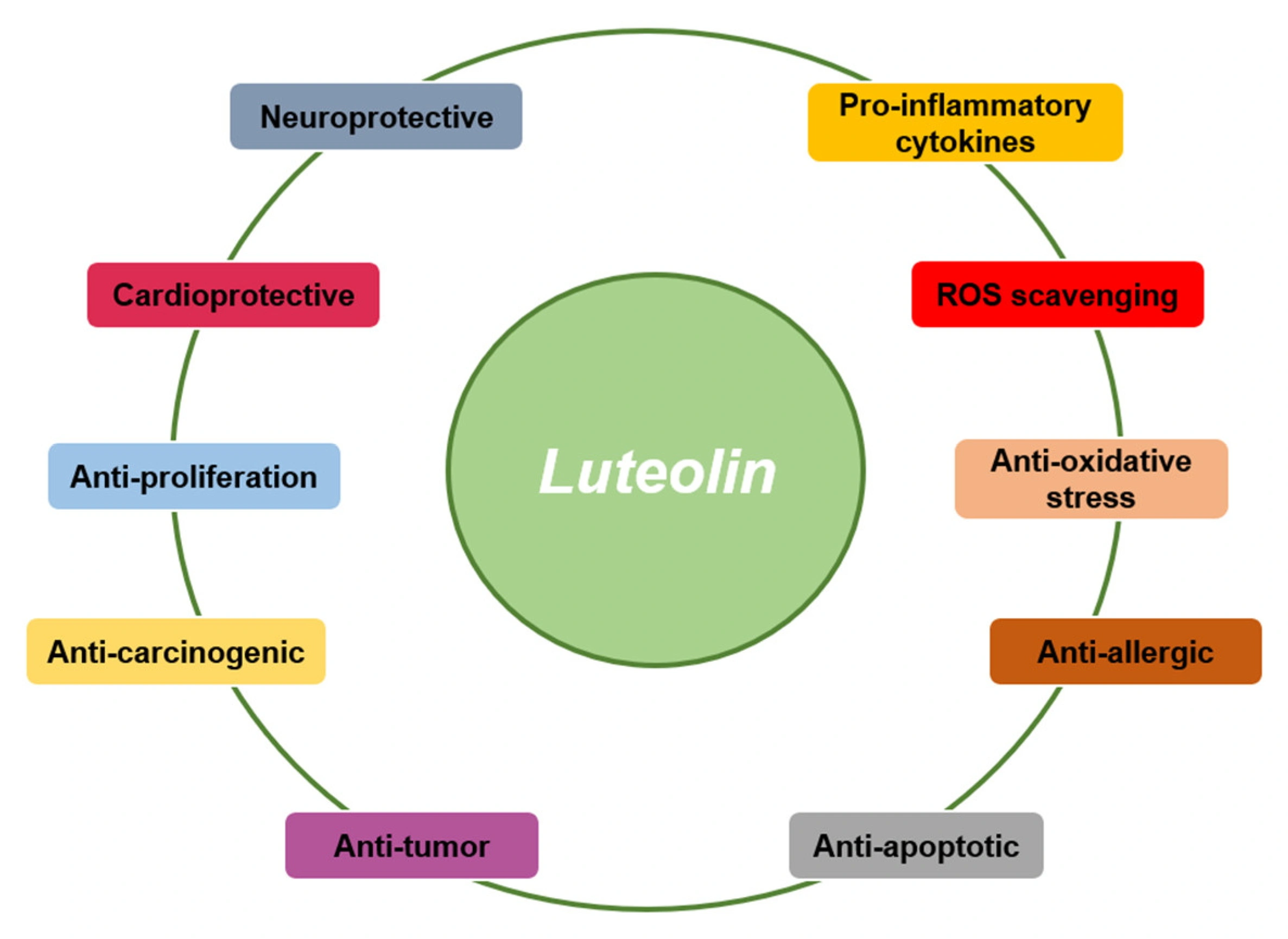 Luteolin benefits 