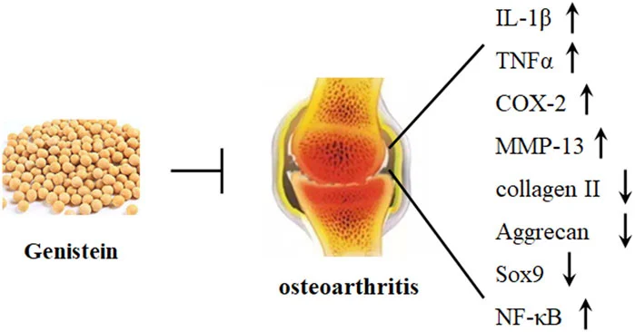 Genistein for bone Genistein for bone