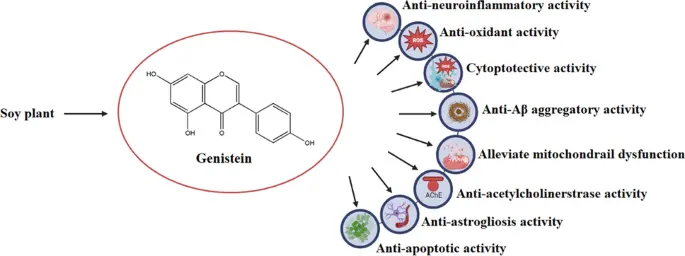 Genistein benefits Genistein benefits