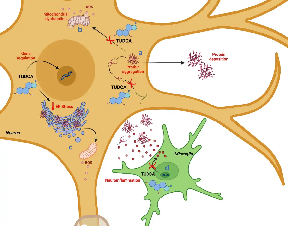 Neuroprotective Mechanisms of TUDCA Powder Neuroprotective Mechanisms of TUDCA Powder